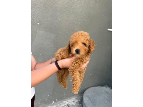 Sağlık ve ırk garantili toy poodle köpekler
