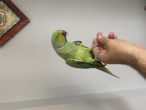 Evcil konuşan pakistan papağanı