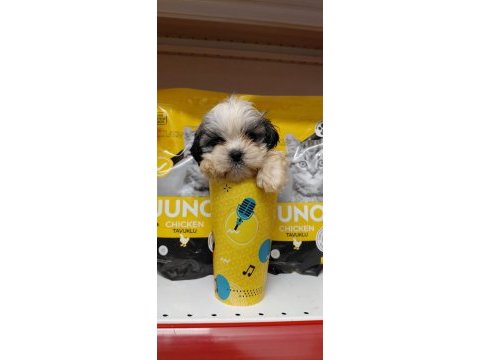 Orjinal tecup 2 aylık shih-tzu (şitsu) erkek