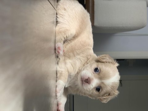 2.5 aylık chihuahua kızımıza yuva arıyoruz