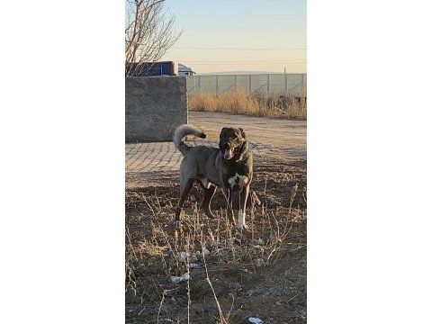 Köpeğimizin bedelini ödeyen alır