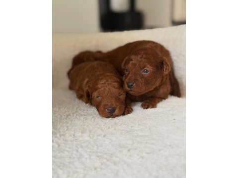 Bebek toy poodle