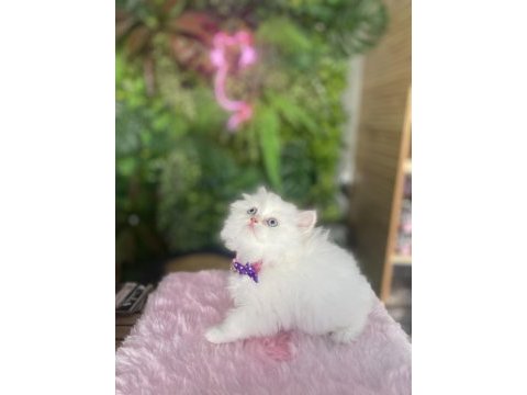 Elazığda yok chinchilla maviş kız ırk sağlık garantili