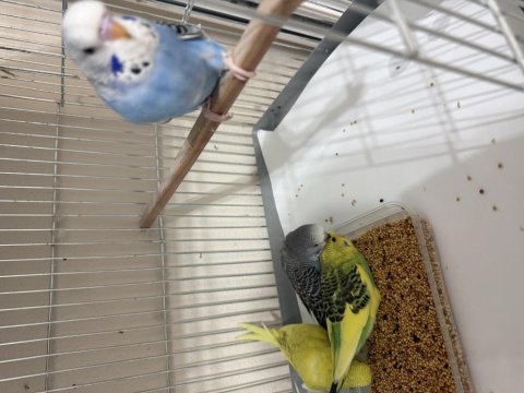 Jumbo muhabbet yavruları yeme düşmüştür