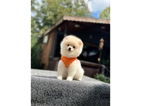 Sağlık ve ırk garantili pomeranianlarımız