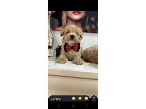 Maltipoo yavrum 55 günlük