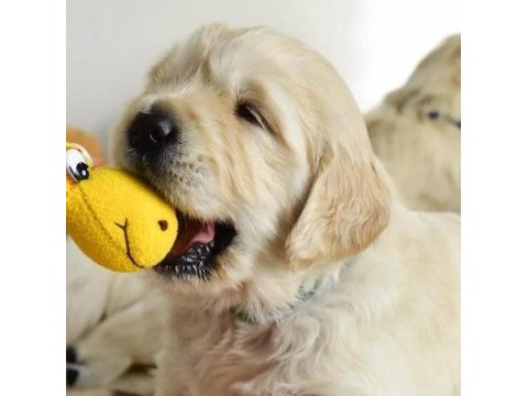 Golden retriever yavruları