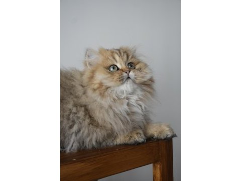 Harika golden british longhair bebek
