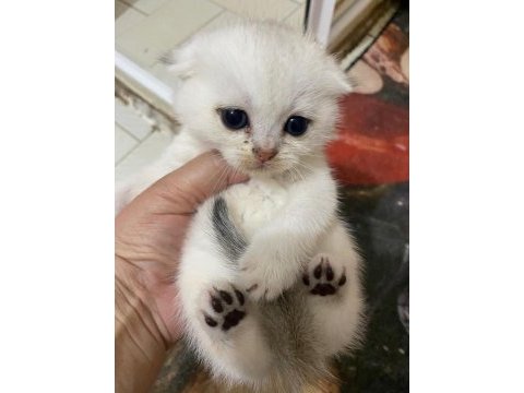 Eğik kulaklı beyaz oyuncu ve tatlı yavru kedilerim