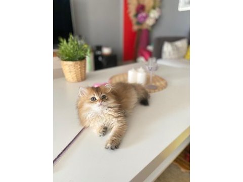 British longhair golden ny11 yavrumuz full şecereli