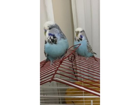 Show jumbo takım 1 yaşında muhabbet kuşu