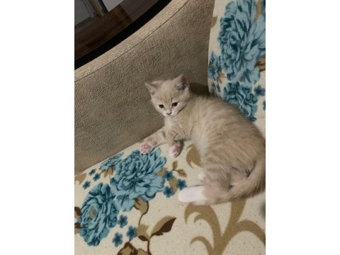 2 aylık yavru kediler ilgilenenler arasın