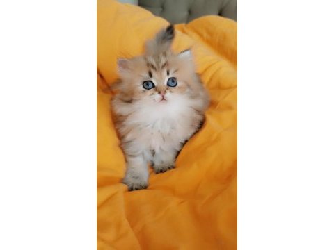 Full şecereli şampiyon ebeveynlere sahip british longhair