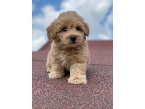 Ev üretimi bebekler maltipoo