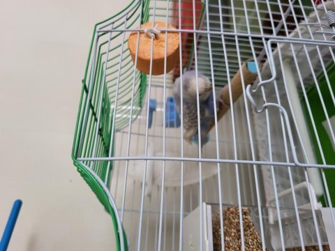 5 aylık alışkın dişi muhabbet kuşu