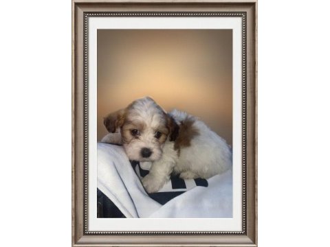 Orjinal morkie terrier yavrular