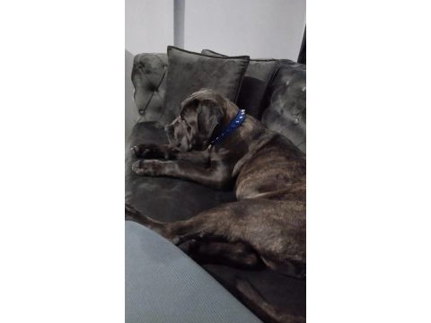 Safkan cane corso