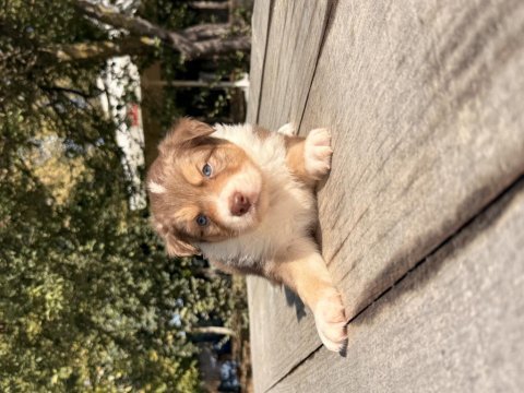 Orjinal safkan border collie yavrular