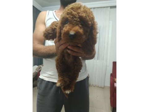 Toy poodle bebekler