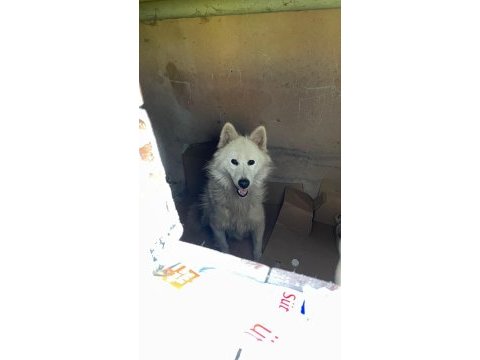 Samoyed bebeler bilgi için yazın