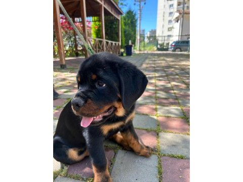 Şampiyon rottweiler yavrumuz