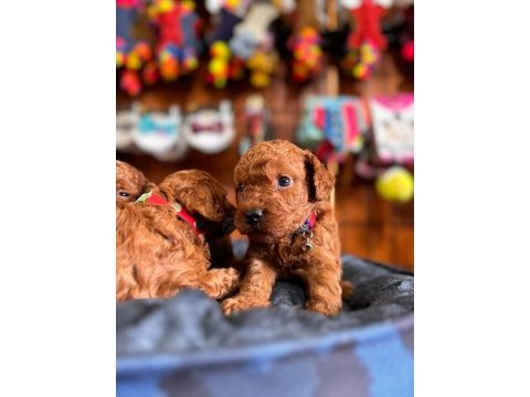 Muhteşem toy poodle bebekler