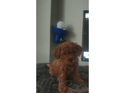 3 buçuk aylık dişi poodle