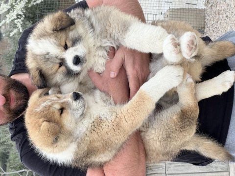 Japon akita bebekler