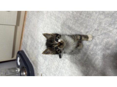 Bebek oyuncu dişi tekir