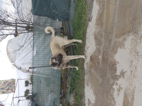 Kangal enik