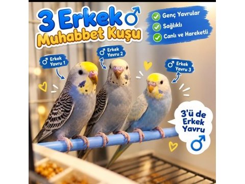 Yavru muhabbet kuşu