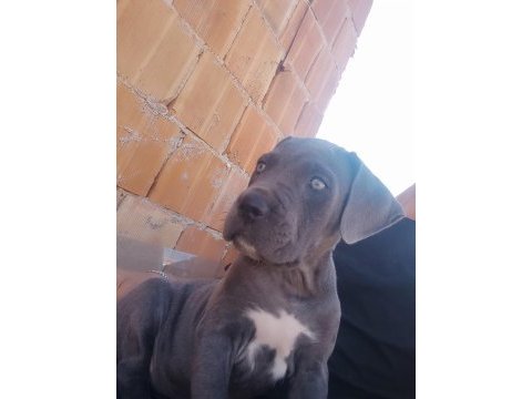 Cane corso blue 2 aylık renkli göz erkek