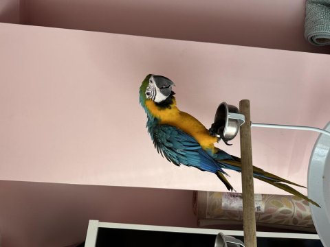 Full evcil ara macaw 5 aylık