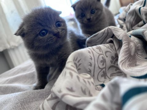 Orijinal ırk scottish fold
