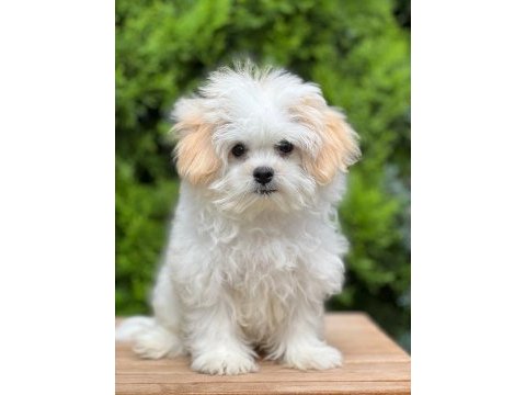 Çiçek gibi morkie oğlumuz