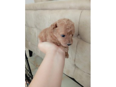 Maltipoo terrier köpekler