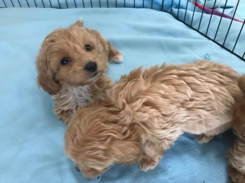 Tarım ve orman bakanlığı ruhsatlı maltipoo ve maltese
