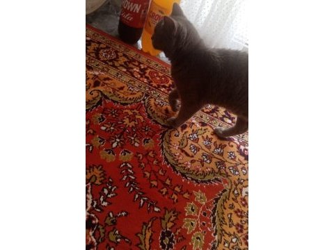 Uysal aşılı kısırlaştırılmış cins kedimiz ücretsiz