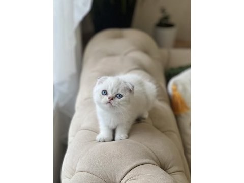 Ayı surat scottish fold yavrum