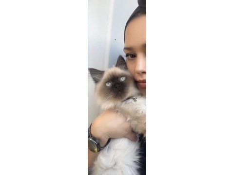 Acil mama karşılığında verilecek birman kedisi
