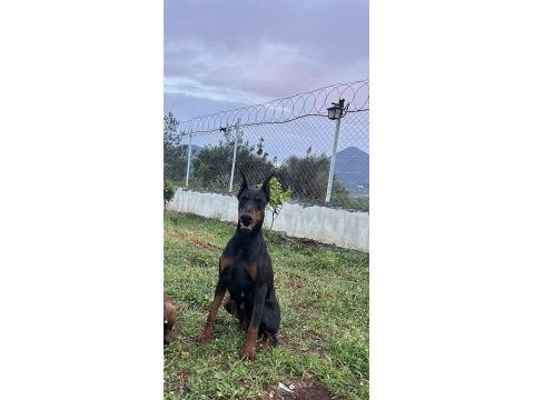 2 yaşında üretim izinli şecereli dişi doberman arayanlara