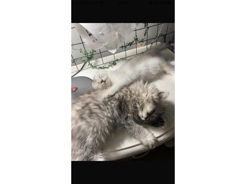 British longhair erkek