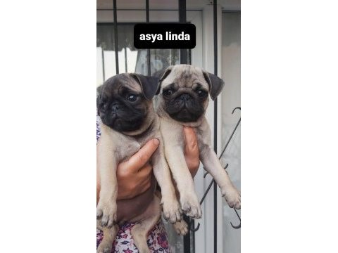 Pug mops bebekler