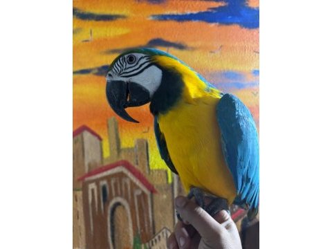 Macaw kuşumuz full evcil