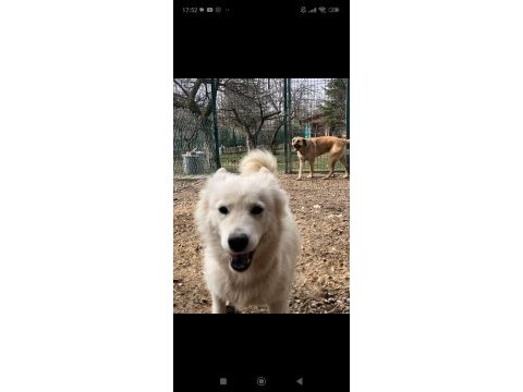 Ankara içi samoyed bu bebeğe çok acil yuva