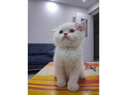 British shorthair mavi gözlü red point yavrularım