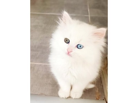 Çok nadir bulanan pofuduk yavru kedimiz