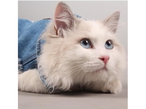 Safkan şecereli ragdoll