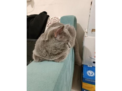 British shorthair kızım miya için aile arıyorum