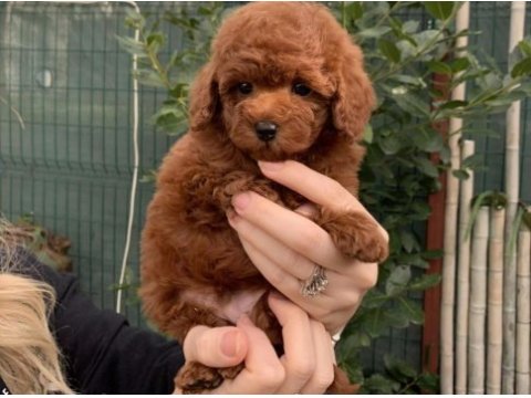 Orjinal red toy poodle erkek dişi yavru puppy dp aşılı